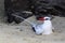 A Red-billed Tropic Bird, Phaethon aethereus, resting on a sandy beach, Galapagos Islands