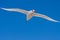 Red-billed Tropicbird