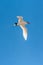 Red-billed Tropicbird