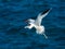 Red-billed Tropicbird