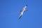 Red-billed tropicbird in flight on Espanola Island, Galapagos National park, Ecuador