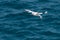 Red-billed Tropicbird Phaethon aethereus in flight over the Pacific ocean near South Plaza Island, Galapagos Islands, Ecuador