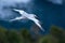 Red-billed Tropicbird Phaethon aethereus flying over the Pacific ocean near Galapagos Islands, beautiful white bird with sea and