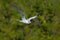 Red-billed Tropicbird, Phaethon aethereus, rare bird from the Caribbean. Flying Tropicbird with green forest background. White