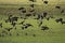 Red-Billed Whistling Duck, dendrocygna automnalis, Group in Flight, Los Lianos in Venezuela