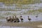 Red-Billed Whistling Duck, dendrocygna automnalis, Group standing in Swamp, Los Lianos in Venezuela