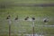 Red-Billed Whistling Duck, dendrocygna automnalis, Group standing in Swamp, Los Lianos in Venezuela