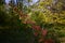 Red birch leaves in spring time. betula tree in sun rays