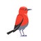 Red bird Apapane Hawaiian Honeycreeper. Exotic Rare bird of the critically endangered Apapane Endemic Bird of the