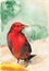 Red bird cardinal closeup artwork portrait. Watercolor hand drawn on watercolour paper texture