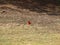 A Red Bird Cardinal Looks For Pine Seeds and Nuts