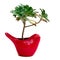 Red bird ceramic pot with a suculent plant isolated on a white background copy space