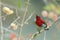 Red Bird (Crimson Sunbird) perching on branch