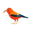 Red bird iiwi Hawaiian honeycreeper. Endangered birds cartoon flat style beautiful character of ornithology, vector