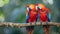 Red bird love. pair of big parrot scariet ,two birds sitting on branch, Wildlife love scenc