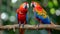 Red bird love. pair of big parrot scariet two birds sitting on branch, Wildlife love scence