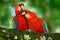 Red bird love. Pair of big parrot Scarlet Macaw, Ara macao, two birds sitting on branch, Costa rica. Wildlife love scene from trop