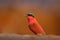 Red bird with open bill, pink Northern Carmine Bee-eater, Botswana. Wildlife scene from Africa. Bee-eater with catch in the bill.