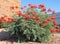 Red Bird of Paradise in Desert Style Xeriscaping in Phoenix, AZ