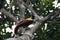 Red bird-of-paradise or Paradisaea rubra observed in West Papua, Indonesia