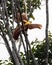 Red bird-of-paradise or Paradisaea rubra observed in West Papua, Indonesia