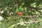 Red Bird Perching