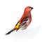 Red Bird, Pine Grosbeak