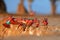 Red birds. Colorful Southern Carmine bee-eater, Merops nubicoides, colony of red and blue winged african birds on the bank of