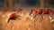 Red birds. Colorful Southern Carmine bee-eater, Merops nubicoides, colony of red and blue winged african birds on the bank of