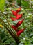 Red Birds of Paradise Flowers in a Jungle Setting