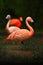 Red birds in the water. Beautiful pink big bird Caribbean Flamingo, Phoenicopterus ruber, cleaning plumage in dark green water, wi