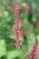 Red bistort bistorta amplexicaulis plant