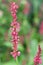 Red bistort bistorta amplexicaulis plant