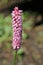 Red bistort deep pink flower spike