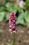 Red bistort deep pink flower spike