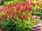 Red bistort, Persicaria amplexicaulis, flowering in a garden