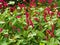 Red bistort, Persicaria amplexicaulis, flowering in a garden