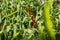 Red bitter hot chili peppers singing on a bush in a vegetable garden