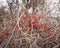 Red Bittersweet Berries in a Winter Forest