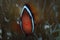 Red and Black Anemonefish Amphiprion melanopus