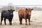 Red and black Angus heifer and steer in a corral closeup