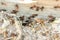 Red and black ants clustered near a trail on a large wooden post