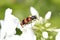 A red and black bee beetle, Trichodes apiarius, on a phlox blossom