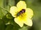 Red-black beetle Bee beetle on a yellow flower.