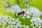 Red and black beetle on white blossom