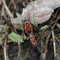 Red and black beetles (Heteroptera) in the forest