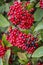 Red and Black berries on a shrub on Lancing Down in East Sussex, England