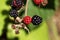 Red and black blackberry fruits.