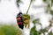 Red and black blister beetle, Mylabris oculata, also known as the Nairobi fly or bean beetle, on a plant in Nairobi, Kenya. These