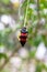 Red and black blister beetle, Mylabris oculata, also known as the Nairobi fly or bean beetle, on a plant in Nairobi, Kenya. These